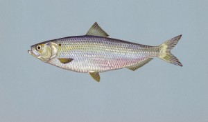 Blueback Herring