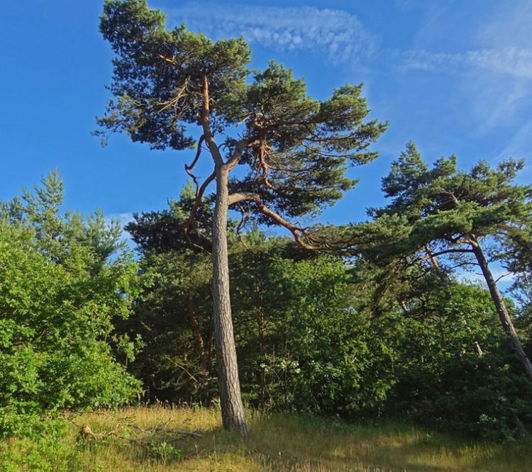 Pining for the Pine Trees