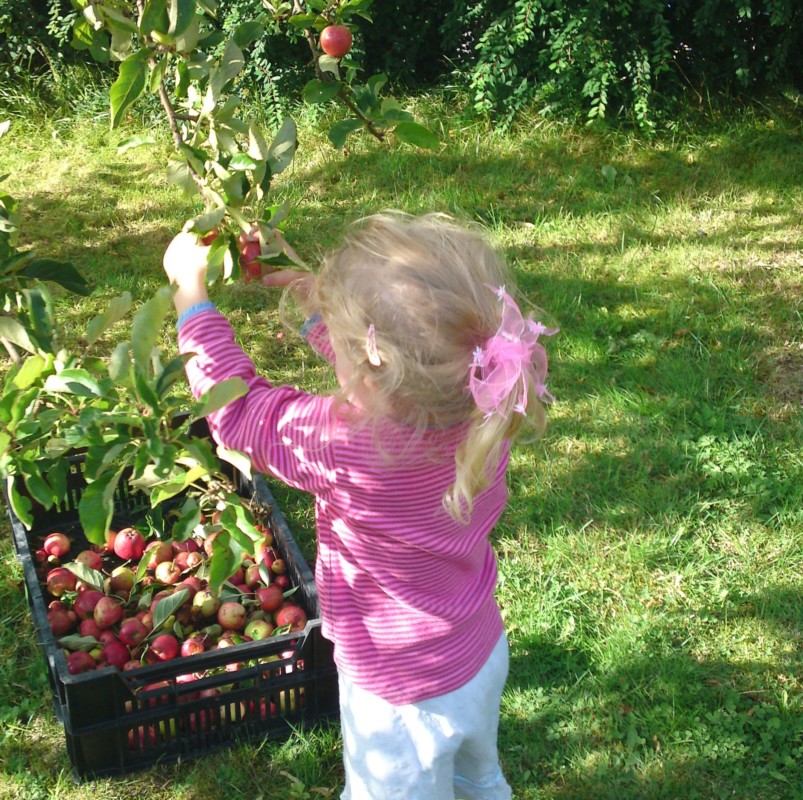 Picking fruit